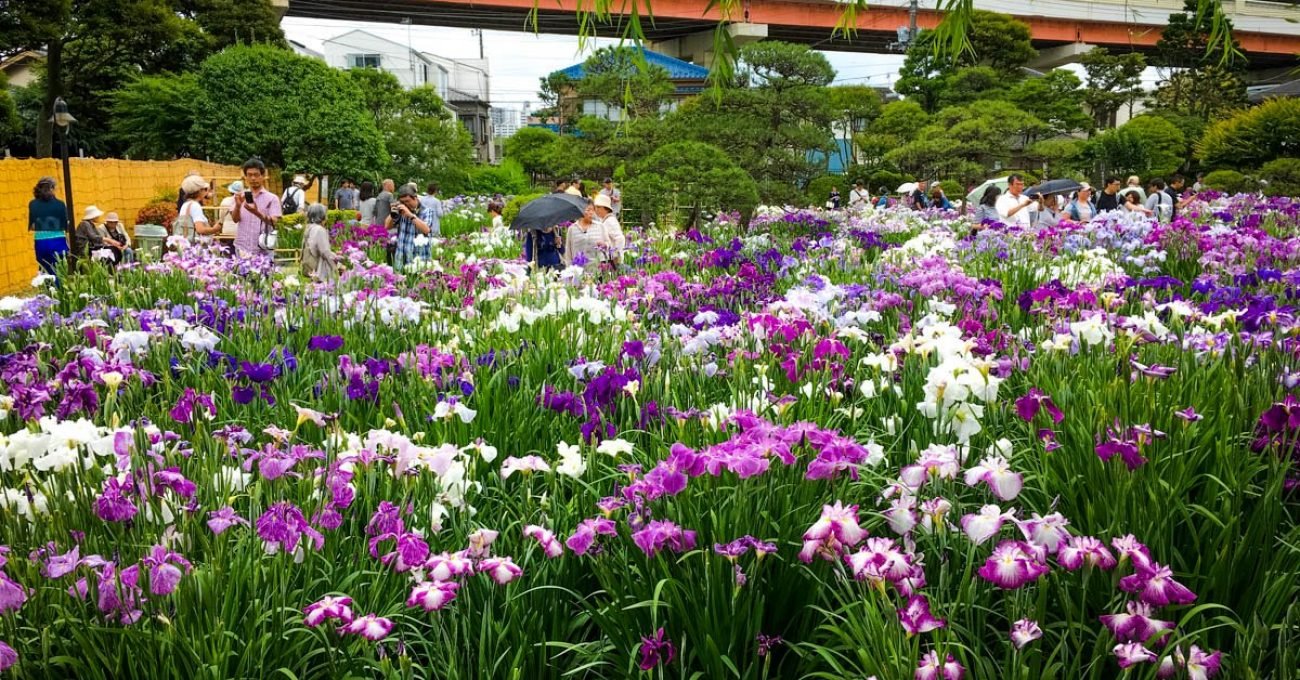 🌸 호리키리 붓꽃 정원(호리키리 쇼부엔) 이미지 9